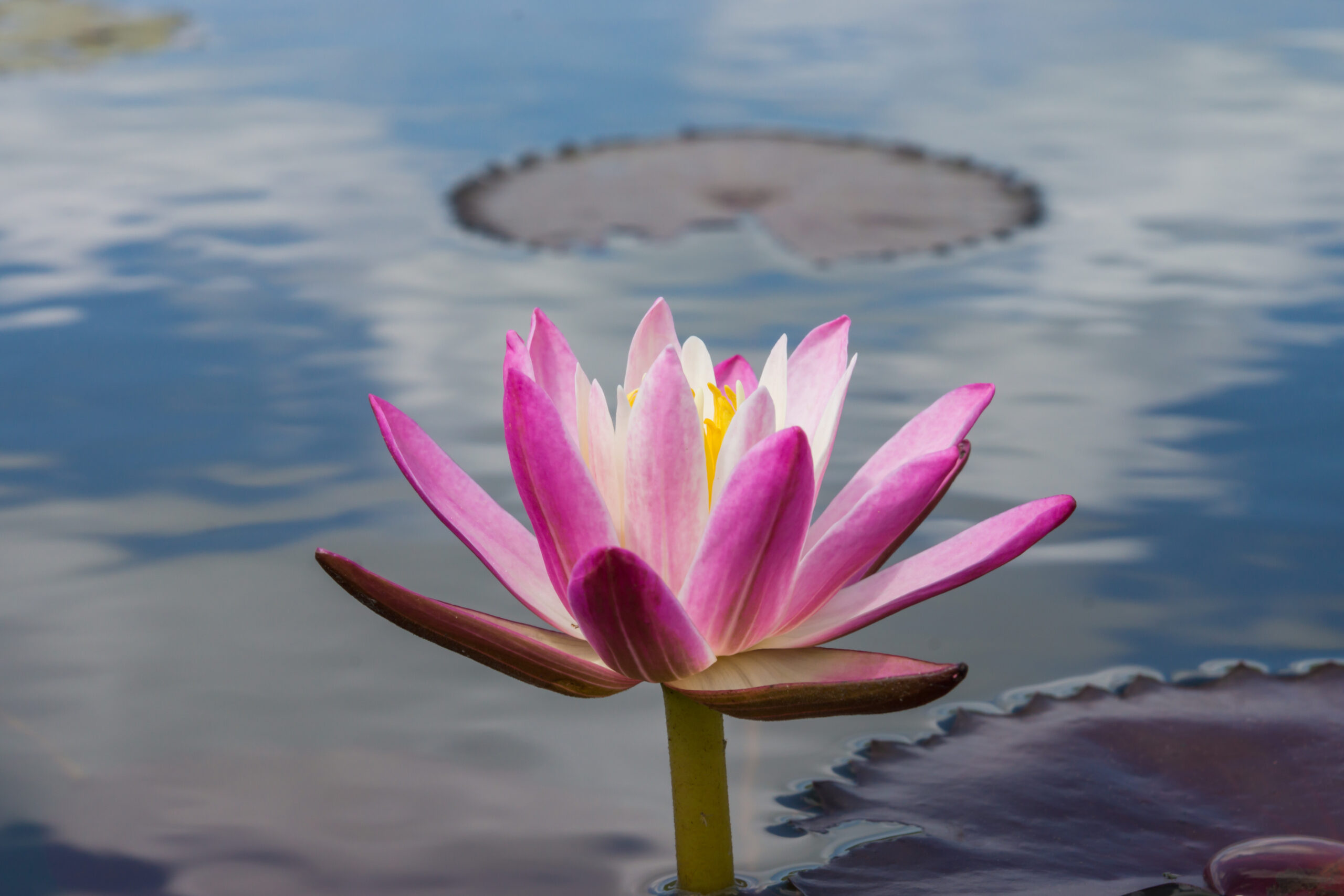 pink-waterlily-flower-lotus-2025-10-30-21-16-37-utc